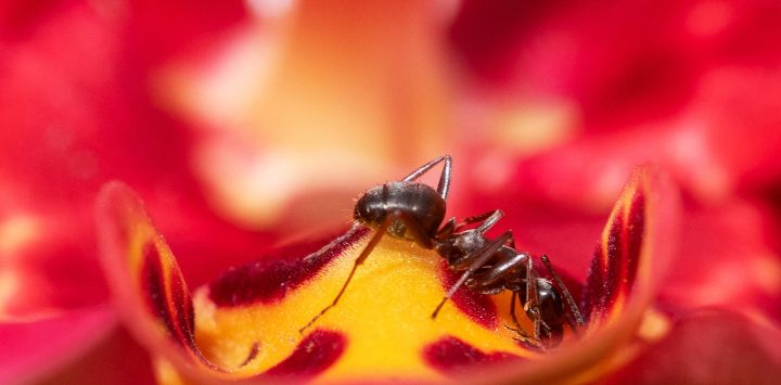 Esta fotografía muestra una hormiga sobre una flor en el Parque Floral, en el este de París, Francia.