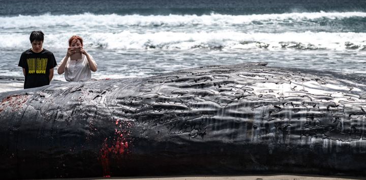 Personas observan un cachalote muerto en la playa de Heisaura, en la ciudad de Tateyama, prefectura de Chiba, Japón.