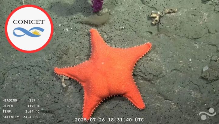 La divertida imagen de la estrella de mar "culona" que se viralizó en el vivo del CONICET: Qué es