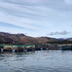 El operativo fue realizado por Guardafaunas de la delegación de Villa Traful en la zona del embalse Alicurá, un buen pesquero de truchas que permite al aficionado a pescar durante todo el año. 