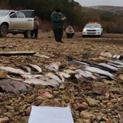 El operativo fue realizado por Guardafaunas de la delegación de Villa Traful en la zona del embalse Alicurá, un buen pesquero de truchas que permite al aficionado a pescar durante todo el año. 