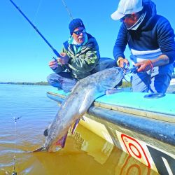 Capturamos grandes y abundantes bagres de mar en el Paraná Bravo, partiendo desde Villa Paranacito, Entre Ríos.