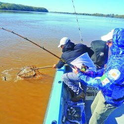 Capturamos grandes y abundantes bagres de mar en el Paraná Bravo, partiendo desde Villa Paranacito, Entre Ríos.