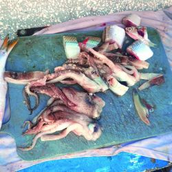 Capturamos grandes y abundantes bagres de mar en el Paraná Bravo, partiendo desde Villa Paranacito, Entre Ríos.