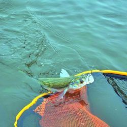 Calidad superlativa en un momento difícil para otras lagunas. Ejemplares de 40 cm capturados con líneas de 1,50 m máximo, en un ámbito que no supera los dos metros de profundidad.