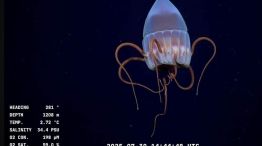 Las imágenes del Conicet en las profundidades del Mar Argentino