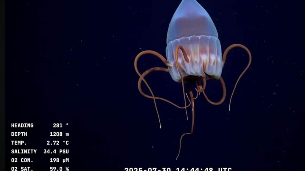 Las imágenes del Conicet en las profundidades del Mar Argentino