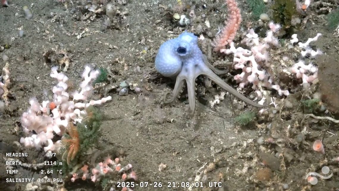 Screen grab taken from a handout video released by the Schmidt Ocean Institute and recorded by the ROV SuBastian while being commanded from the oceanographic research vessel RV Falkor (too) on July 26, 2025, displaying an octopus at 1,114 metres of depth at the Mar del Plata Canyon in the Argentine Sea, in the Atlantic Ocean about 300km off Mar del Plata, Buenos Aires Province, Argentina. 