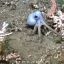 Patrick Star and 'Drag Queen' crab: underwater live stream captivates Argentines