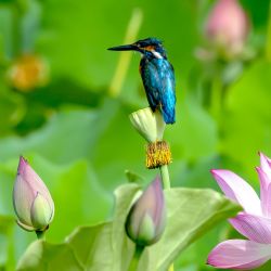 Imagen de un martín pescador posándose sobre una vaina de semilla de loto en un estanque de lotos, en el sureste de China. | Foto:Xinhua/Wei Peiquan