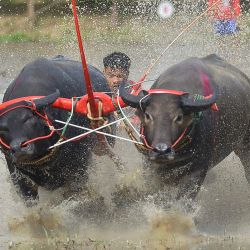 Un corredor compite durante una carrera de búfalos para celebrar el inicio de la temporada de siembra de arroz, en Chonburi, Tailandia. | Foto:Xinhua/Rachen Sageamsak