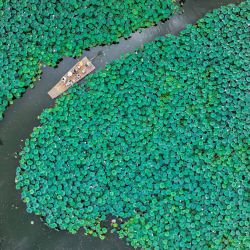 Vista aérea tomada con un dron de turistas navegando en bote, en la aldea de Chengkan, en el distrito de Huizhou de la ciudad de Huangshan, en la provincia de Anhui, en el este de China. | Foto:Xinhua/Fan Chengzhu