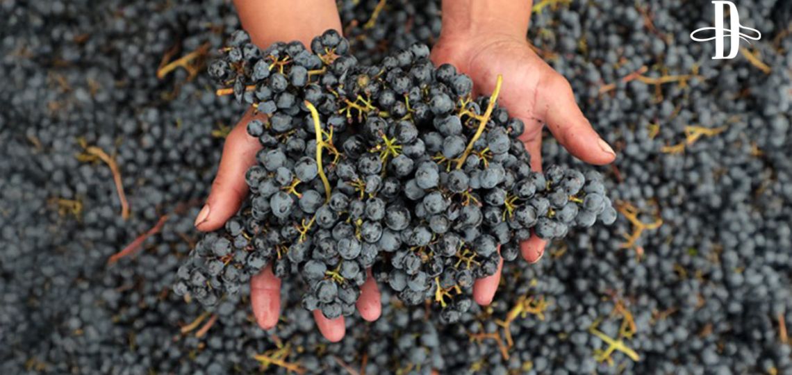 Verdaderos vinos de altura 