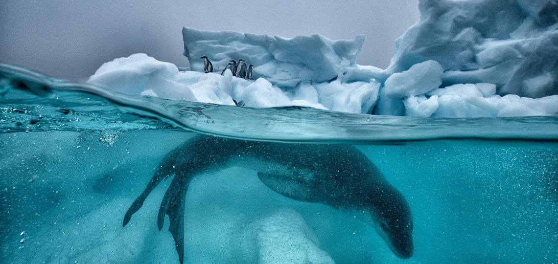 Arte, ciencia y activismo: el legado de Cristina Mittermeier para proteger la naturaleza