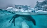 Arte, ciencia y activismo: el legado de Cristina Mittermeier para proteger la naturaleza