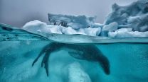 Arte, ciencia y activismo: el legado de Cristina Mittermeier para proteger la naturaleza