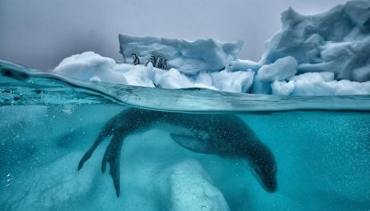Con el respaldo de la iniciativa Perpetual Planet de Rolex, la fotógrafa Cristina Mittermeier transforma ciencia en arte y arte en acción: la suya es una vida dedicada a retratar lo que aún puede salvarse.