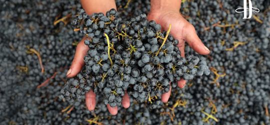 Verdaderos vinos de altura 