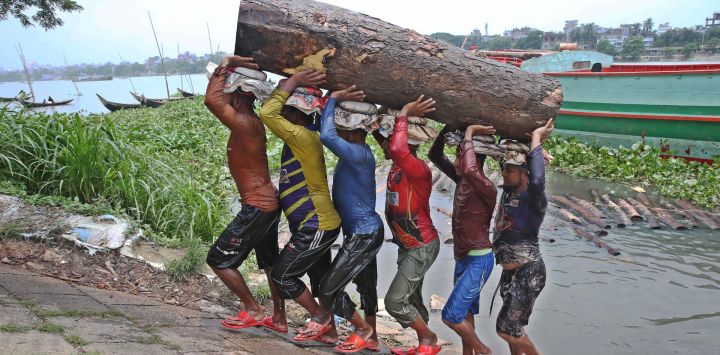 Imagen de trabajadores trasladando un tronco descargado de una embarcación de carga a lo largo de la ribera del río Buriganga, en Dhaka, Bangladesh. La tala y transportación de madera desde áreas rurales hasta la capital, Dhaka, para la fabricación de muebles y otros usos es una práctica común en Bangladesh.