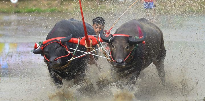 Un corredor compite durante una carrera de búfalos para celebrar el inicio de la temporada de siembra de arroz, en Chonburi, Tailandia.