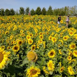 Imagen de personas observando girasoles en un campo de girasoles, en Richmond, Columbia Británica, Canadá. Los girasoles han entrado en su temporada de floración aquí en la región de Metro Vancouver, atrayendo tanto a residentes como a turistas. | Foto:Xinhua/Liang Sen