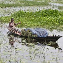 Imagen de un hombre remando un bote cargado con lirios de agua en un canal, en Dhaka, Bangladesh. | Foto:Xinhua/Habibur Rahman