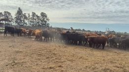 05-08-2025 abigeato ganado recuperado paraje La Encrucijada Córdoba