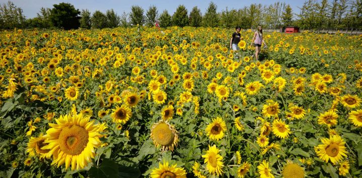 Imagen de personas observando girasoles en un campo de girasoles, en Richmond, Columbia Británica, Canadá. Los girasoles han entrado en su temporada de floración aquí en la región de Metro Vancouver, atrayendo tanto a residentes como a turistas.