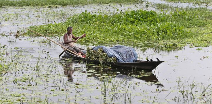 Imagen de un hombre remando un bote cargado con lirios de agua en un canal, en Dhaka, Bangladesh.