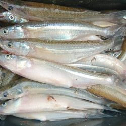 La chance de pescar en Los Chilenos no se remite a entrar en una embarcación, también de costa se lograron muy buenas capturas en los últimos días, a fondo con mojarra o filet de dientudo. 