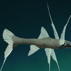 El pez trípode pasa gran parte de su vida adulta apoyado con sus aletas en el fondo del océano