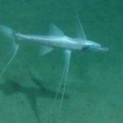 Para cazar, el pez trípode se ubica de cara a la corriente dominante y extiende sus largas aletas pectorales en la corriente. 