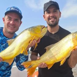Tanto con señuelos como con carnada o mosca, buenos dorados se prenden para deleite de los aficionados. 