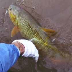 Durante la temporada alta, Concordia recibe un promedio de 800 turistas por semana exclusivamente vinculados a la pesca. Cada uno de ellos gasta en promedio $150.000 por día. 