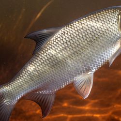 Investigaciones científicas, muestreos recientes y testimonios directos de pescadores comerciales confirman la crítica situación del sábalo en el río Paraná.