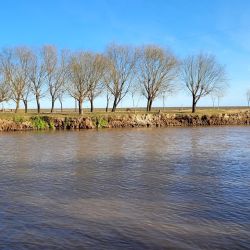 Bagres blancos y bogas dieron buenas batallas a los distintos pescadores. Esa variedad permitió suplir la ausencia de la especie más buscada, el dorado, pez que no mostró su presencia en esta ocasión.