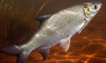 Pescadores e investigadores buscan hacer foco en el cuidado del sábalo 