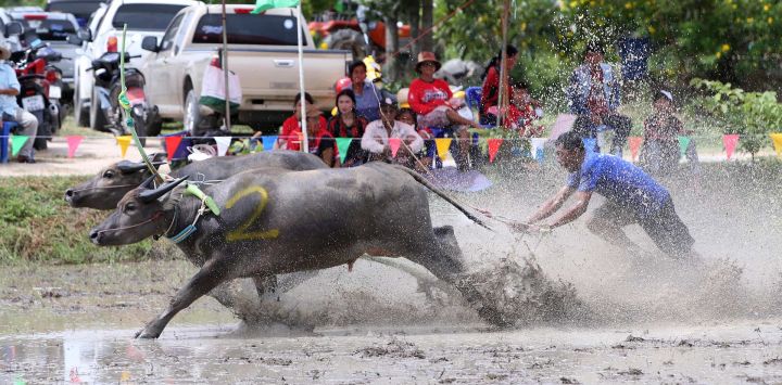 Un corredor compite durante una carrera de búfalos para celebrar el inicio de la temporada de siembra de arroz, en Chonburi, Tailandia.