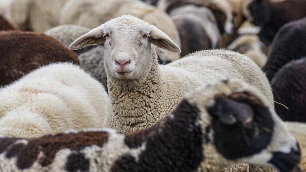 Cordero patagónico y producción ovina 20250806