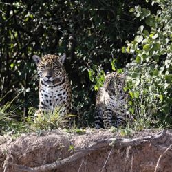 Nalá junto a su pequeño cachorro. 