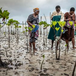 Mujeres de un grupo comunitario inspeccionan el crecimiento de manglares jóvenes que plantaron para restaurar una zona despoblada en el arroyo Mida, cerca de Watamu, Kenia. | Foto:LUIS TATO / AFP