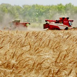 Segadoras cosechan trigo en el campo, en la ciudad de Heihe, en la provincia de Heilongjiang, en el noreste de China. La provincia de Heilongjiang, un importante productor agrícola conocida como "el granero de China", ha visto cómo sus cultivos entrar en la etapa de maduración. | Foto:Xinhua/Lu Wenxiang