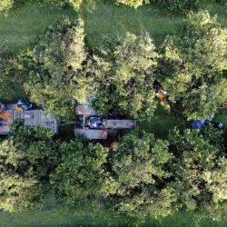 Vista aérea de trabajadores cosechando naranjas en un campo cerca de San Pedro, provincia de Buenos Aires, Argentina. | Foto:JUAN MABROMATA / AFP
