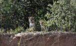 Tras varias décadas, nació un yaguareté en el Parque Nacional El Impenetrable 