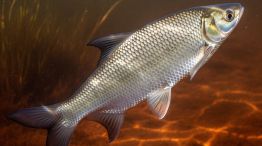 0708_ pesca