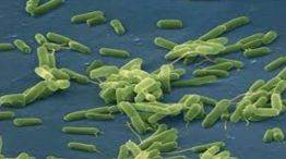 La amenaza de la bacteria carnívora: cómo actúa y qué riesgo representa