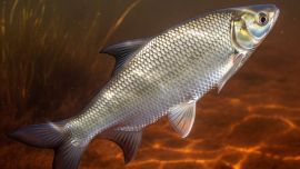 Cuando un permiso de pesca puede dar lugar al delito