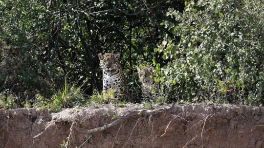 Tras varias décadas, nació un yaguareté en el Parque Nacional El Impenetrable