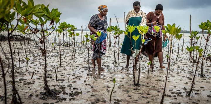 Mujeres de un grupo comunitario inspeccionan el crecimiento de manglares jóvenes que plantaron para restaurar una zona despoblada en el arroyo Mida, cerca de Watamu, Kenia.