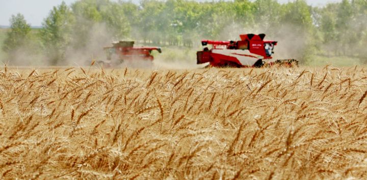 Segadoras cosechan trigo en el campo, en la ciudad de Heihe, en la provincia de Heilongjiang, en el noreste de China. La provincia de Heilongjiang, un importante productor agrícola conocida como "el granero de China", ha visto cómo sus cultivos entrar en la etapa de maduración.